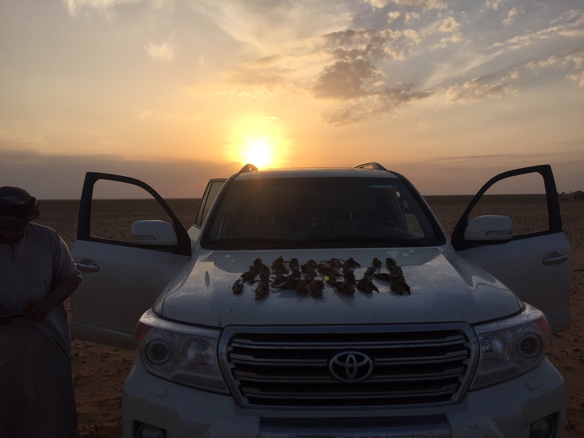 abadalah3545's tweet photo. صيد اليوم ٣٥ جرجس https://t.co/NVxb8s1Lqs