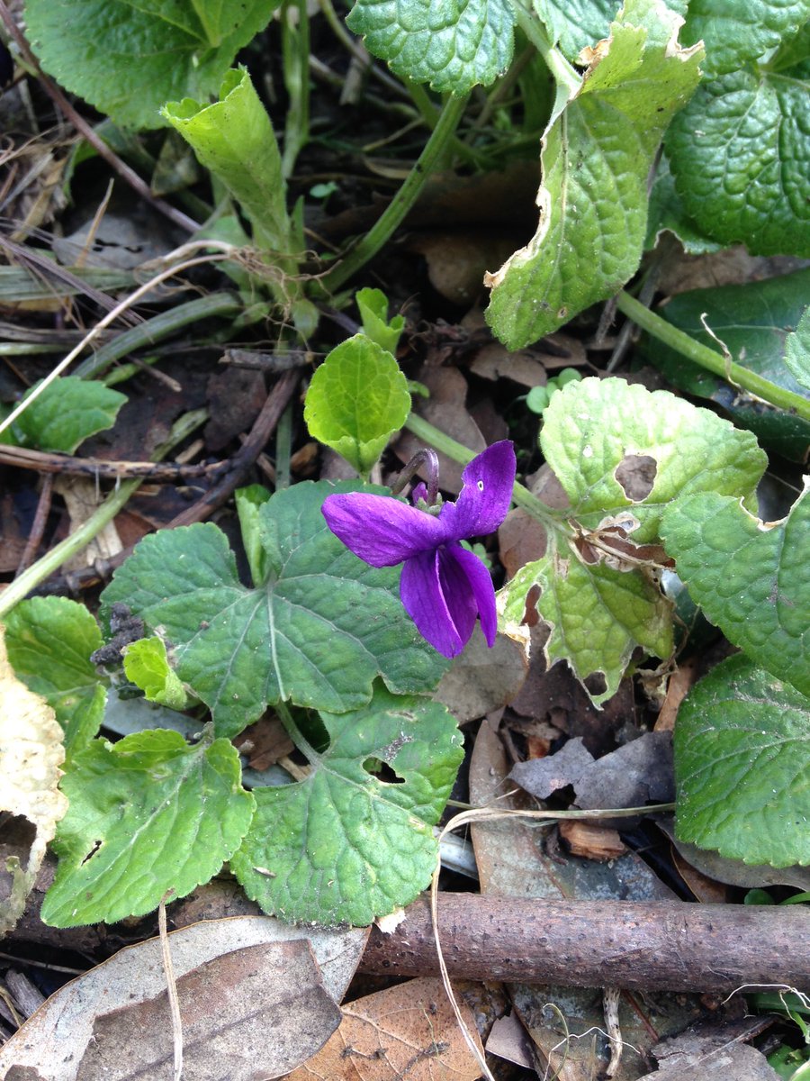 TTTGarden's tweet photo. Thx to 9 gardeners on Mother's Day. #Furzedown Oak chip'n'chat &amp; much more! @wearewildthing in the heart of #Tooting https://t.co/w2rW0tsmdV