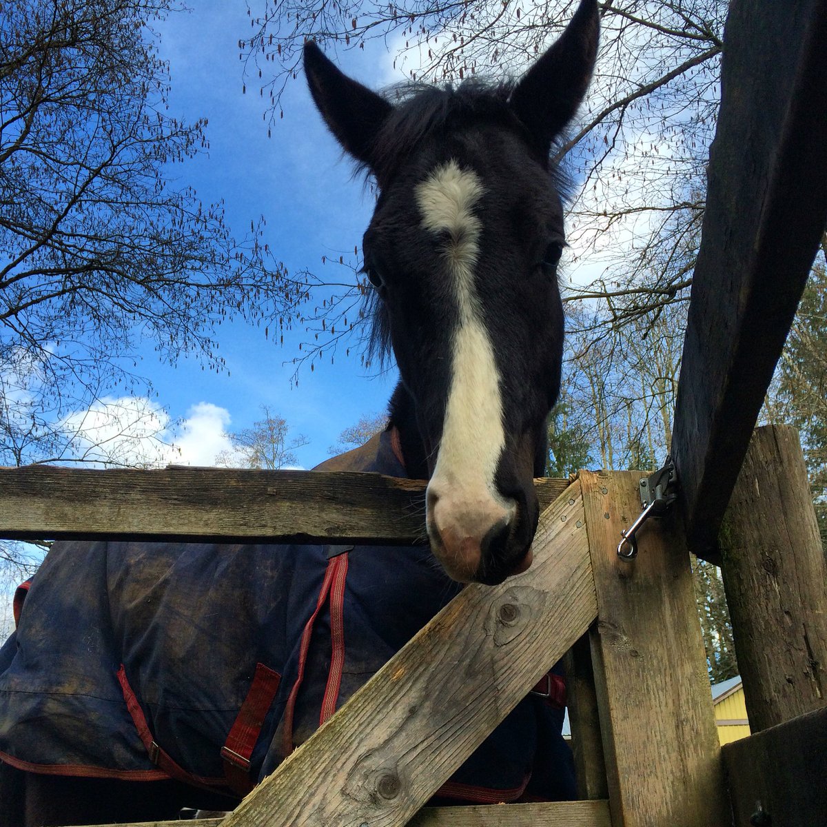 EquusSoapCo's tweet photo. Happy spring from our head product evaluator! #Kingsley #equestrianlife #naturalhorses https://t.co/w4PHMyvriz