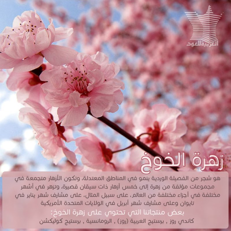 #العربية_للعود 🌸