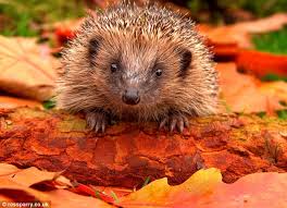 BontSave's tweet photo. risk of habitat loss please sign/RT https://t.co/w8zABXKydF @WTWales @Protect_Wldlife protect our beautiful wildlife https://t.co/pV7rR4BfBh