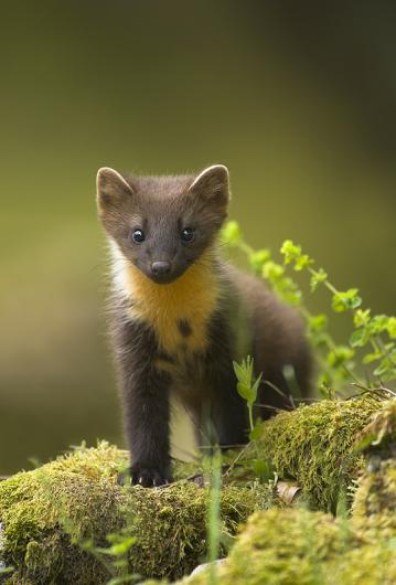 BontSave's tweet photo. risk of habitat loss please sign/RT https://t.co/w8zABXKydF @WTWales @Protect_Wldlife protect our beautiful wildlife https://t.co/pV7rR4BfBh