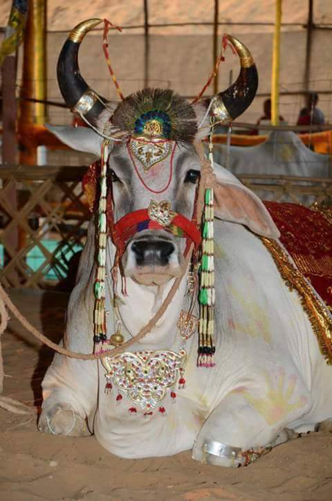 Gaumatarashtra1's tweet photo. #gaumatarashtramata
हम अधिकारी है राष्ट्रमाता बनने के https://t.co/TAuYjkNcfO