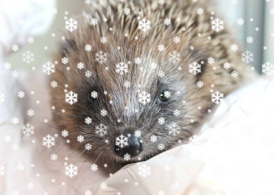 littlesilverhog's tweet photo. Iggy #hedgehog says brrrrrrrr what a cold week we have had! #CraftHour https://t.co/PzuKekEe7g