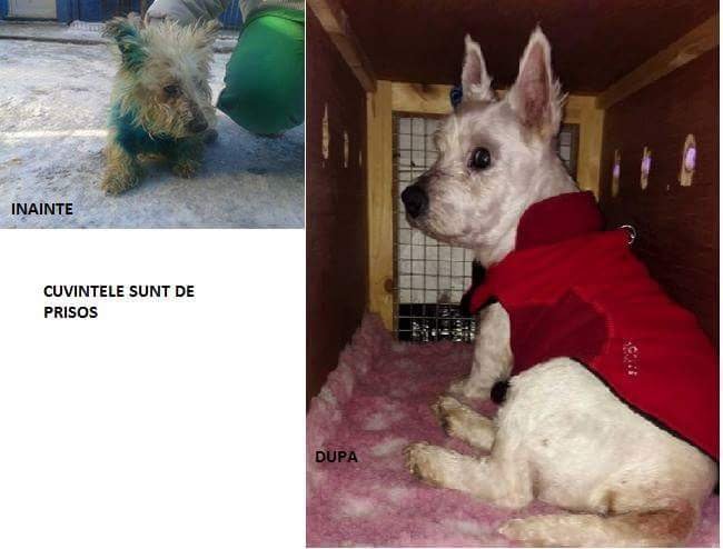 westiemum tweet media