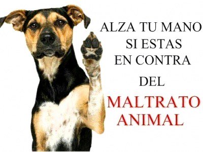 Buenas Tardes ! #noalmaltratoanimal #libertadanimal