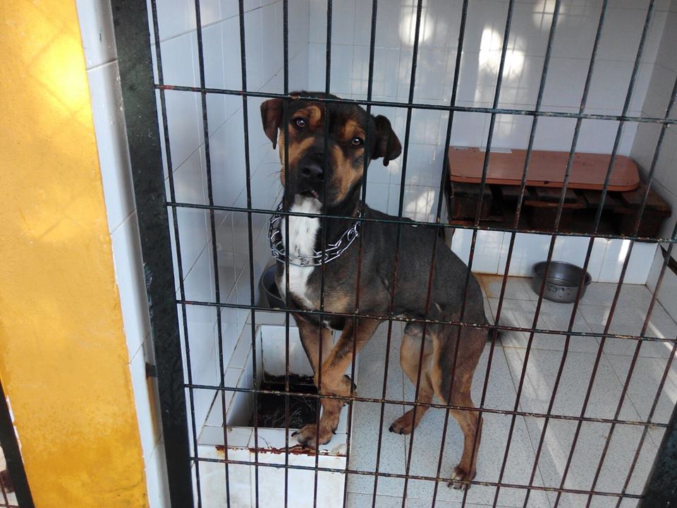 vai3333's tweet photo. ESPAÑA #Cadiz LOS QUE QUEDAN EN GESSER¡SACRIFICAN¡PERRITO MEDIANO CON COLLAR DE CASTIGO¡inmaibanezr@hotmail.com https://t.co/ykwwTgy3V6