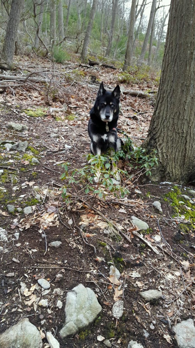doliva9107's tweet photo. @ColdNosesNews @PitPatPet i am one with nature! #dogsoftwitter #dogoutside  #hiking https://t.co/slskXIgqSw