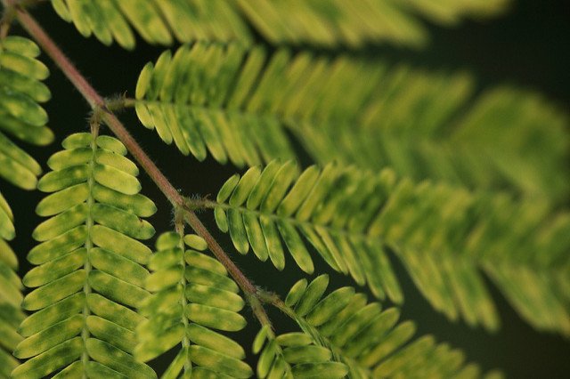 LAReviewofBooks's tweet image. "Three Questions on Plant Intelligence" ow.ly/Z7w6M