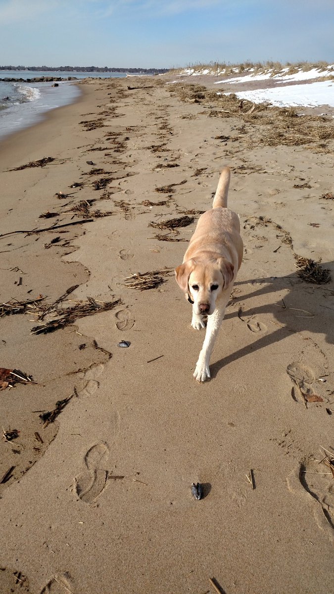 evilDwn's tweet photo. @TextsFromDex Gus says Hello from the beach!  Let's have a play date in the office in April! https://t.co/nXly7lceHN
