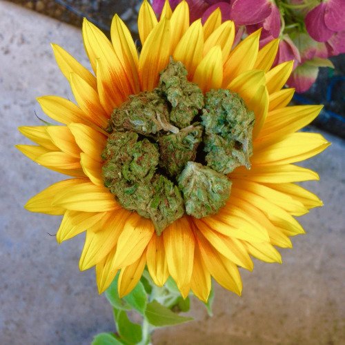 When she asks for flowers