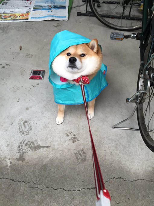 散歩をイヤがる犬たちが なんだかかわいい