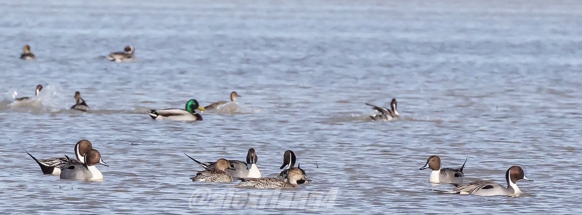 vela_cxehange's tweet photo. RT if you love pintails! https://t.co/s3rhZq4NBW