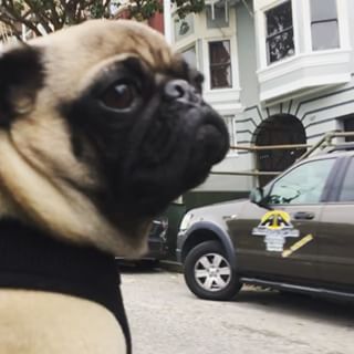 Joy_PhotoCam's tweet photo. Looking for the right girl for me... Where she at tho? #BubbasWorld #InstaPug #PugLife #Pug https://t.co/Tr18gDLxxv https://t.co/w3ijULmbwI
