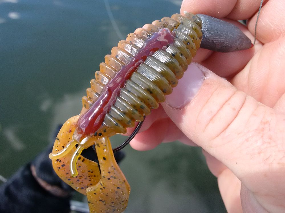 CanuckBassin's tweet image. Can't wait to start chuckin some @Anglers_Choice for some largies! (ya I fish largies too... 😝)