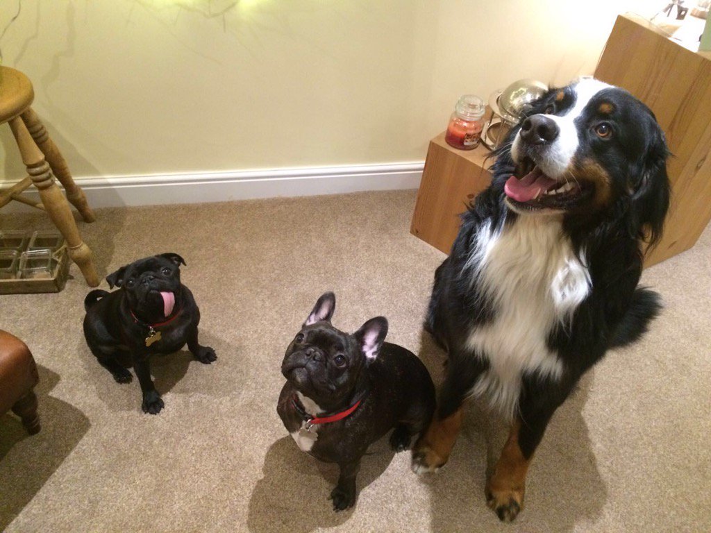 SgtDerpington's tweet photo. I met my Cousin Portland today #ThisIsMyPack #Pug #FrenchBulldog #BerneseMountainDog https://t.co/KHJDVE57Mq