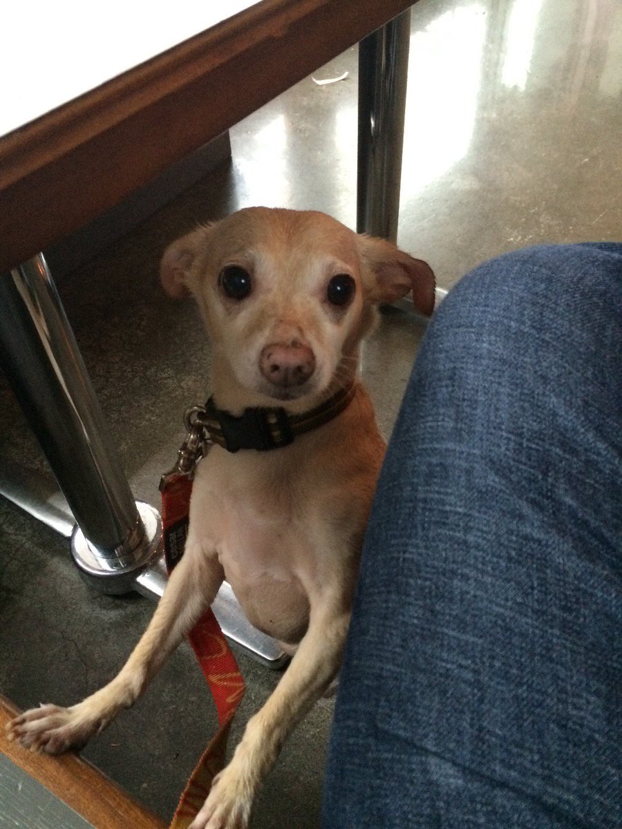 LumsdenJoshpa's tweet photo. Rocco does not like being caught in the rain. https://t.co/XrAbJb3FSy