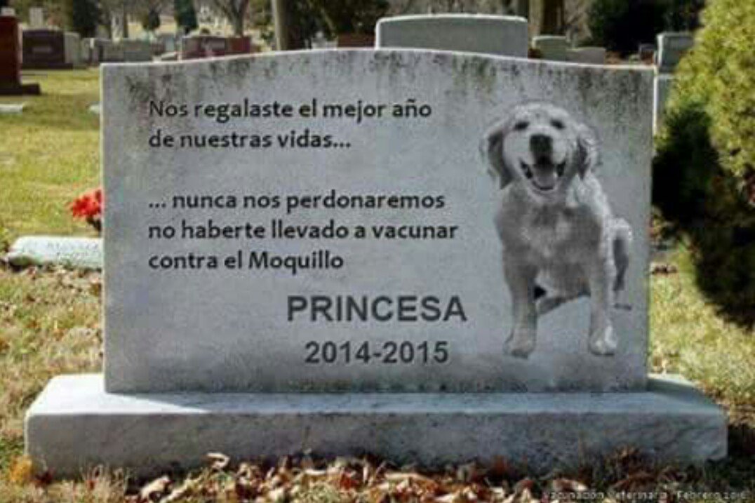 SOSHUELLASBCN's tweet photo. No es sólo tenerlos por tenerlos, es ser responsables, vacunar, esterilizar, alimentar y sobre todo amar. https://t.co/olkurvXMtG