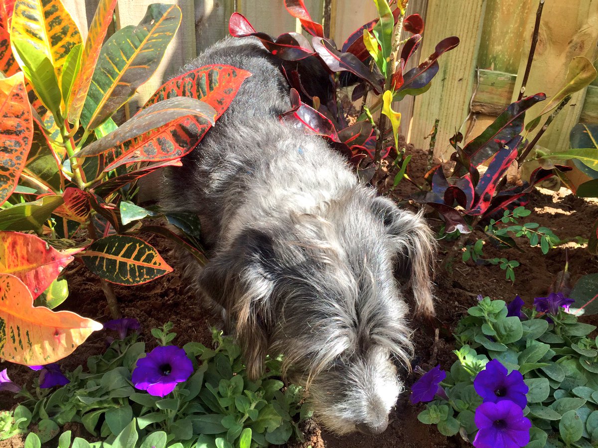 shanwrites's tweet image. Bruno is a big help with gardening. #dogslife #gardenproblems