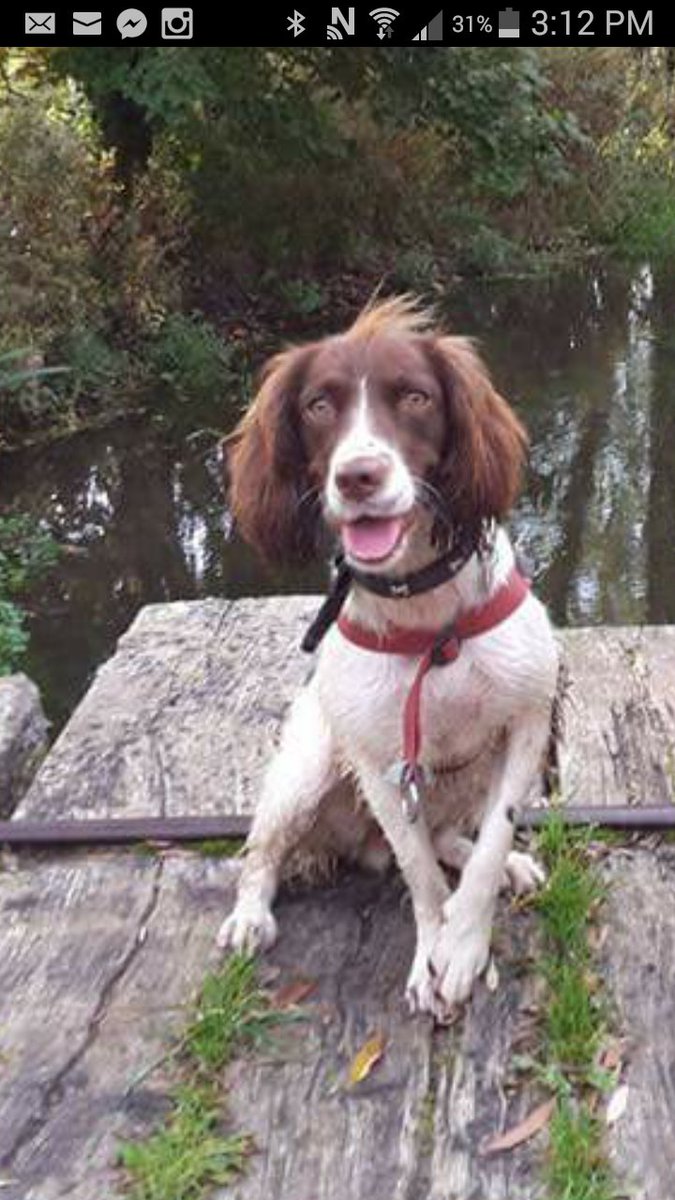 d_may03's tweet photo. My sister's dog went missing this AM. 18 month Springer. Please share or call if you have details 01582840027 https://t.co/Mp1GIgg6rV