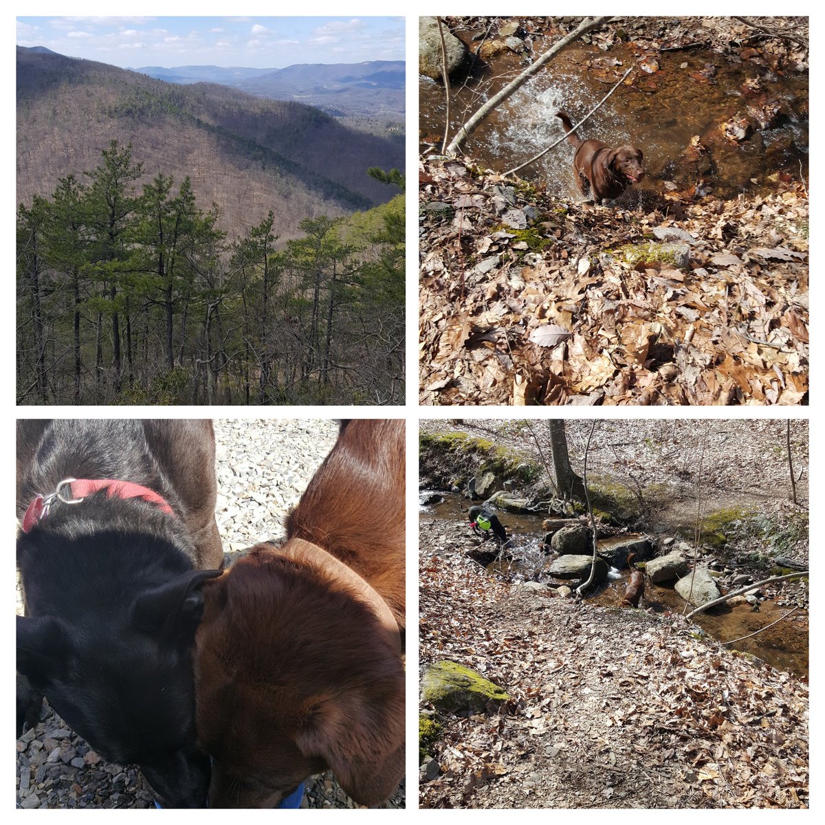 tuckhlm's tweet photo. Gorgeous day for a hike at Poor Mountain #adventuresofNessieandGrover https://t.co/VTsp391M53