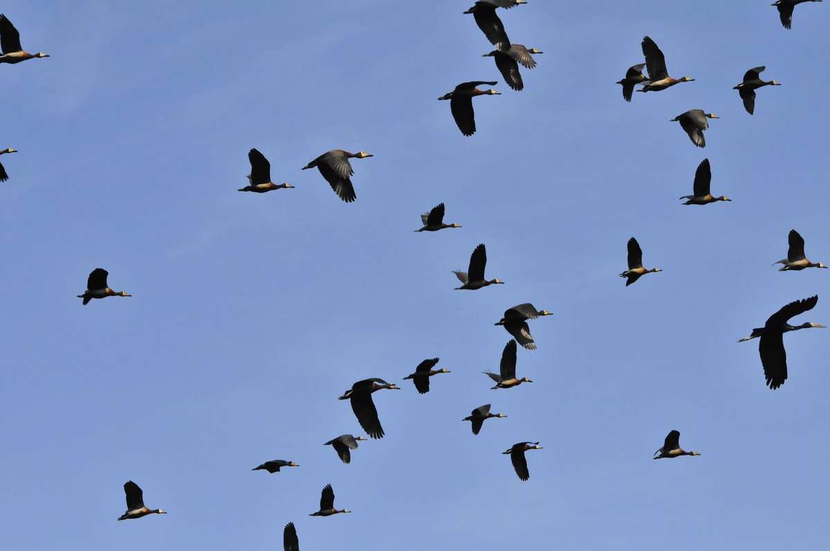 Complexity_101's tweet photo. We call #agents to the participants in a complex system. https://t.co/7ABdmuJNPR