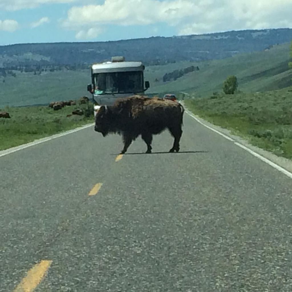 Timothy_Hughes's tweet photo. #yellowstone #yellowstonenationalpark #yellowstonepark #USA #bufferlo #bison https://t.co/EF8obd3eS3 https://t.co/WvLBWbCvS7