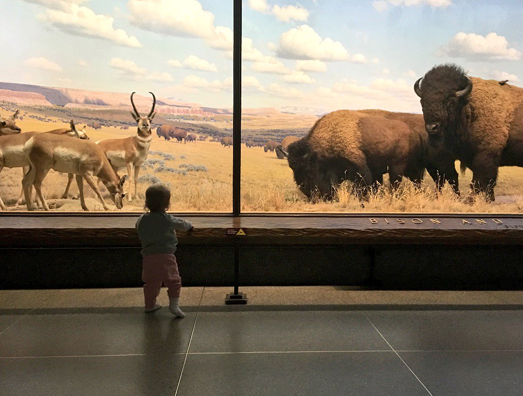 Casey's tweet photo. her first trip to Museum of Natural History https://t.co/Hdws7oEv51