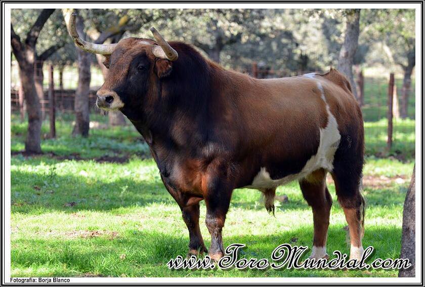 "Alcotán", de Alcurrucén, reseñado para ser el I Toro "ToroMundial", que se dará suelta en El Casar. @ToroMundialOle