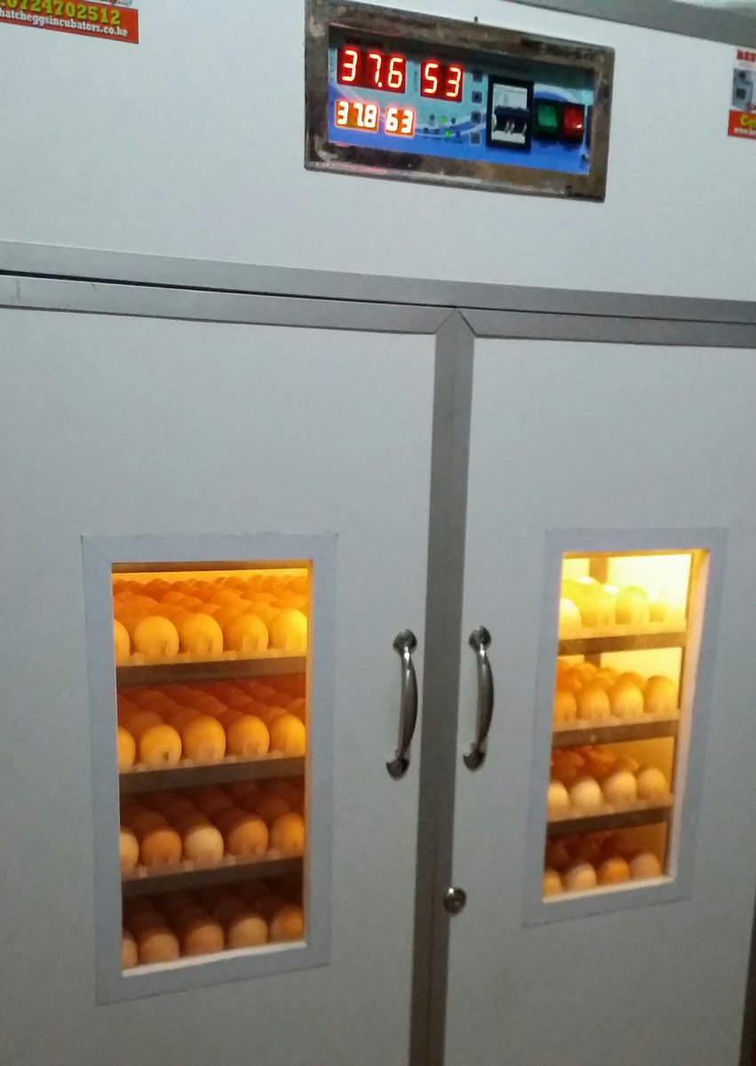 Kuroiler chicks sold at KES 100 - Nakuru- Ngata area via #MkulimaYoungApp  goo.gl/ojunxn