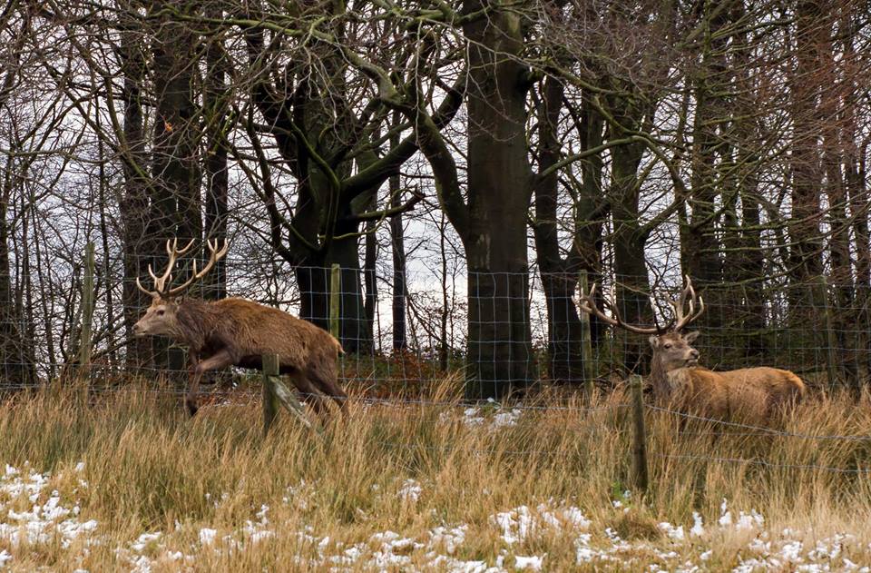 Quick, the coast is clear. Go, go, go. <a href="/NTLymePark/">NT Lyme</a>