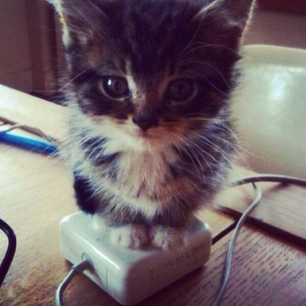 WarmingCuteness's tweet image. awwwdorable!