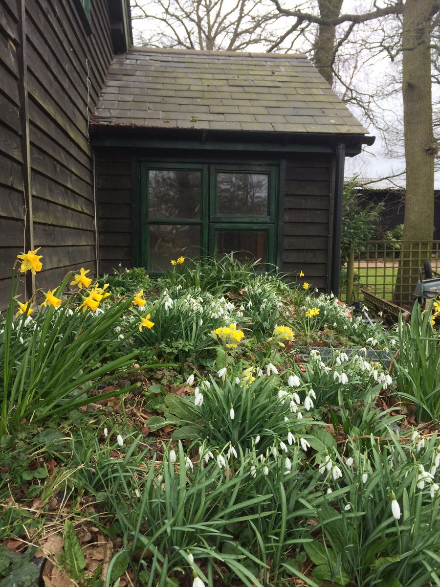 GreenFactoryLtd's tweet photo. Our spring #greenroof with snowdrops in full bloom made with #recycled #plastic #ecosheet https://t.co/pfjPengMZQ