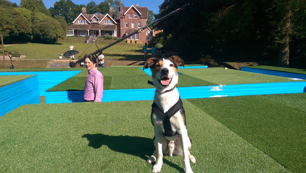 MathewWard's tweet image. #dogsmightfly? They will if my boys have anything to do with it!  Shadow, Alfie and Blondie - what a crew!