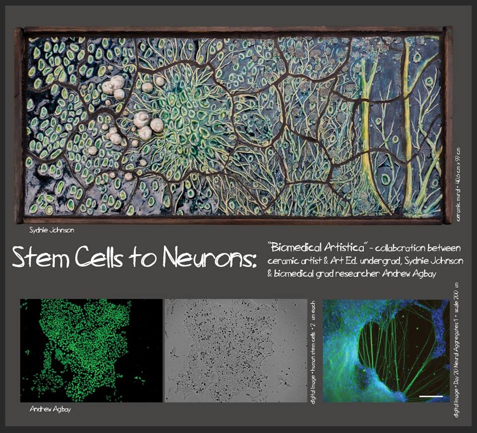 johnson_sydnie's tweet photo. Biomedical Artistica: #arted and #biomedical collaboration for #UVic #ideafest.  #Ceramic #stemcell #neuronalgrowth https://t.co/Wwzfp5vwwE