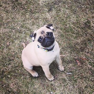 Joy_PhotoCam's tweet image. #lauke #mums #labai #patinka #happy #pug #puglife #pugsofinstagram findelight.net/puggie_detail.…