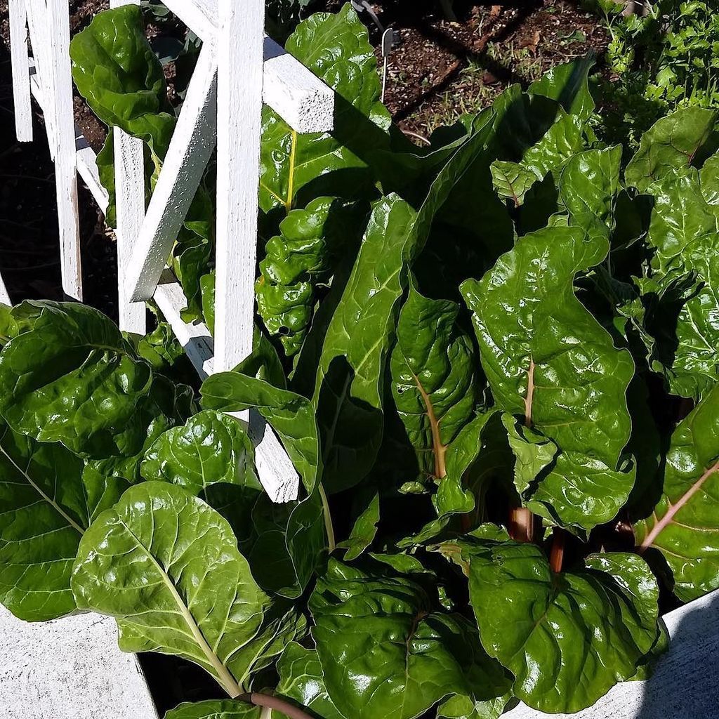 TeaganDaner's tweet photo. Lovely #swisschard #growing in one of our happy clients #organicgardens. #learntogrowfood #communitygardens #commun… https://t.co/1w46XYjjLk