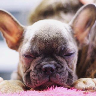 Frenchie_Cute's tweet image. #firstdayhome#puppy#9weeks#frenchbulldog#frenchie#welcome2016#sleepy#ears#puppy findelight.net/frenbull_detai…