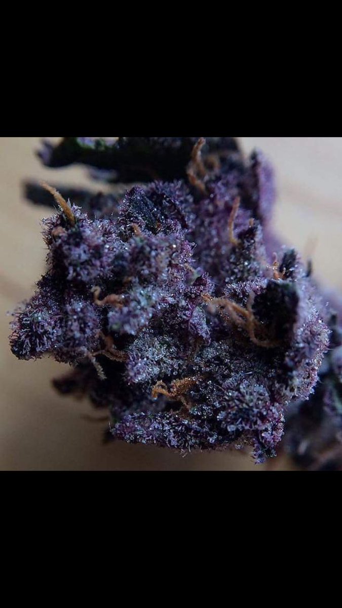 TheCvmeUp's tweet image. Buckeye purple weed. 🍁.