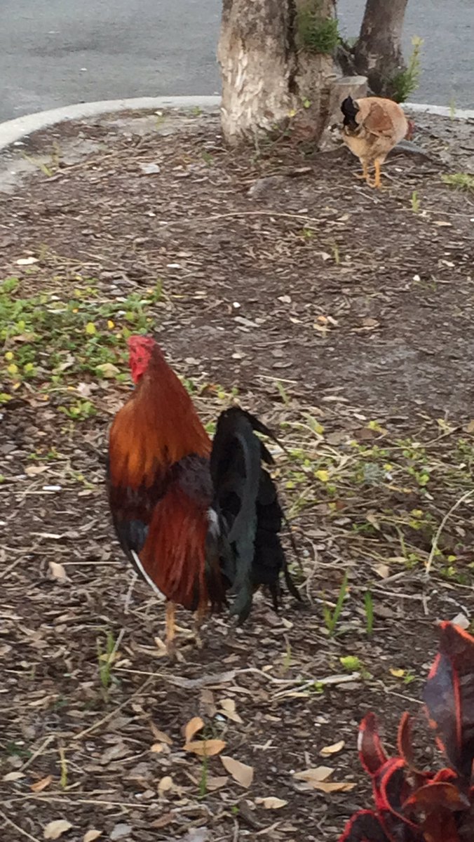 no_h_ronda's tweet photo. Roosters in Ybor City?? #what #why #notafarmgirl https://t.co/GL3ovTFmAr