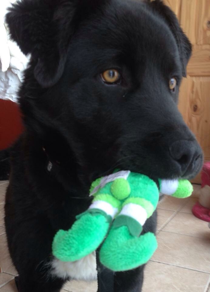 MGPRescue's tweet photo. Alamo has a new toy:) #adopt #rescue #disismine #Wpg #Manitoba #lablove https://t.co/NrrEuy5Qi5