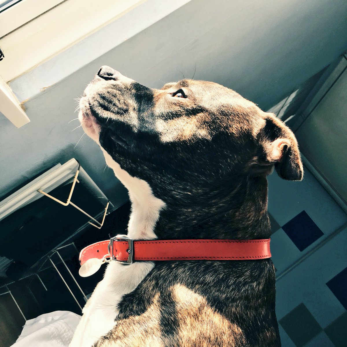 bearcupss's tweet image. I'm so bad at being alone. I'm drunk and miserable and sui. at least I have my pupper. #pitbullpower