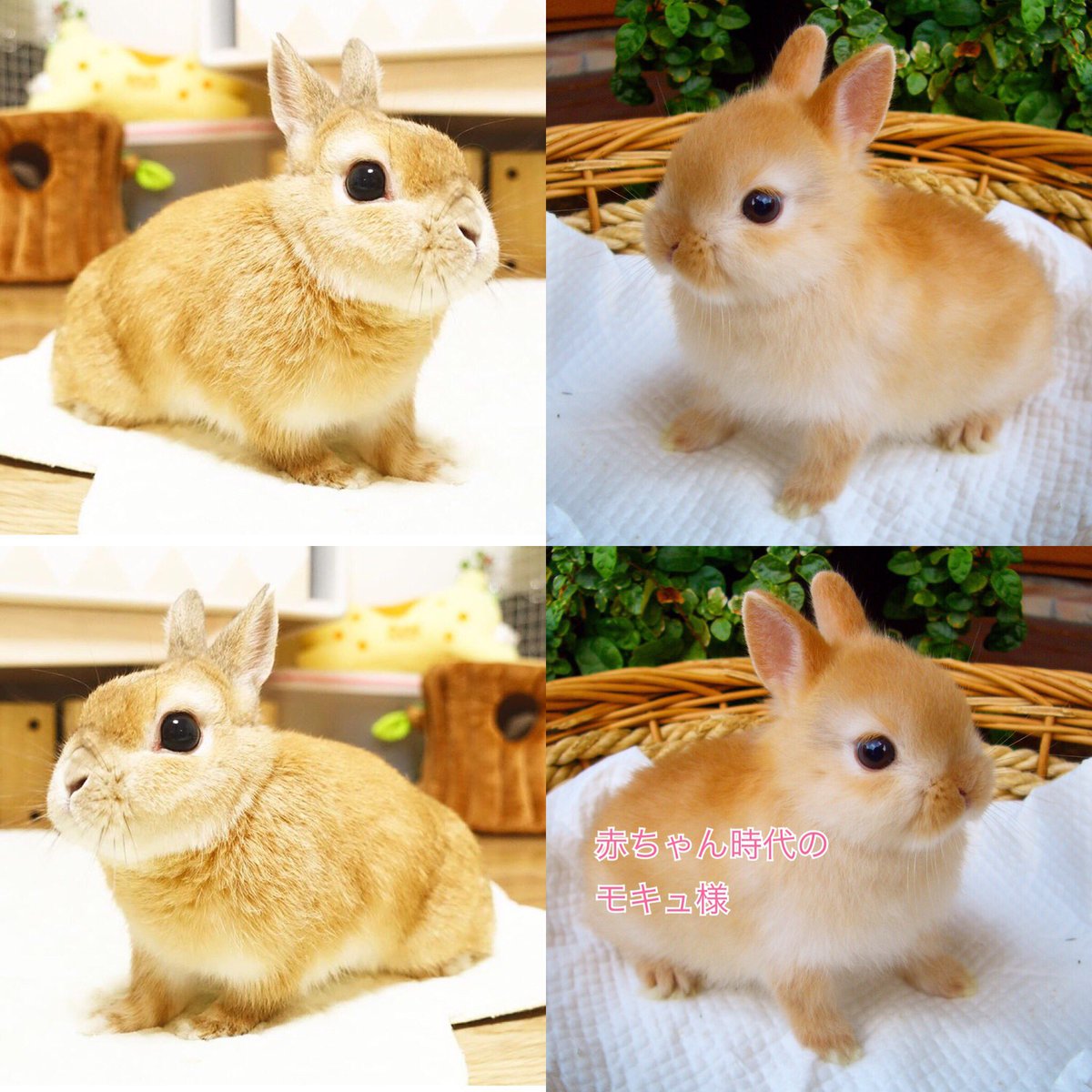 モキュ様のおかん على تويتر 現在のモキュと 赤ちゃんの頃のモキュとの比較 そのまま大きくなった感w うさぎ モキュ様 T Co Dpah9vawyo モキュ様のおかん على تويتر 現在のモキュと 赤ちゃんの頃のモキュとの比較 そのまま大きくなった感w うさぎ モキュ様 T Co Dpah9vawyo