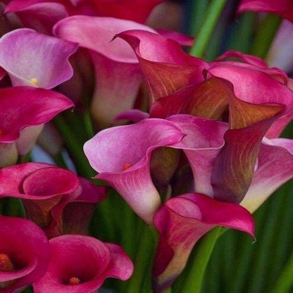 Flores de amor 💘 y besos que enamoran,y noches de sueños hechos realidad 💜 corazones que aman eternamente 💐 💜 😉