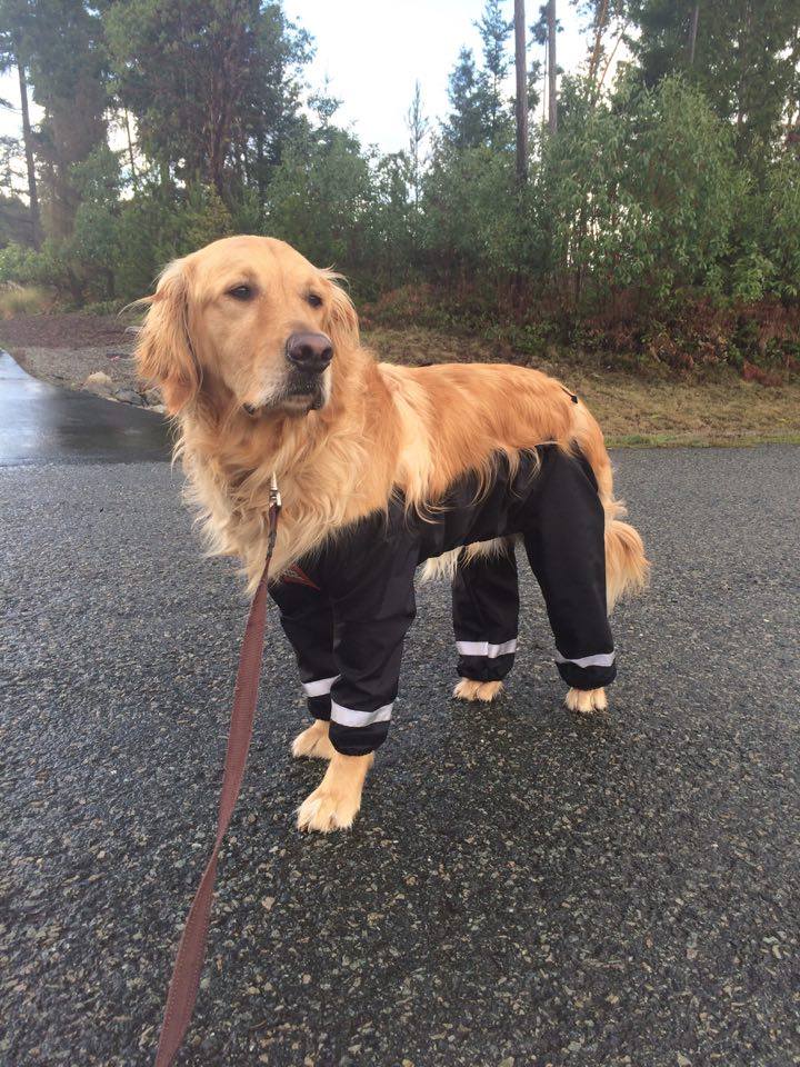 He Is Literally Killing Me!! He Hates His Muddy Mutts Rain , 56 OFF