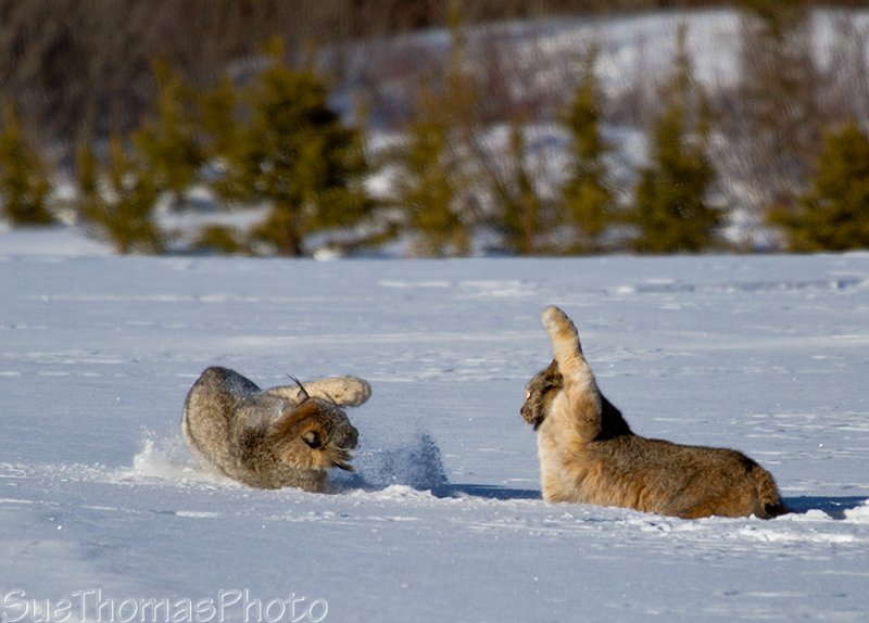 More of the two lynx alongside the Alaska Hwy north of Haines Junction yukonsights.ca/20160305_Lynx.…