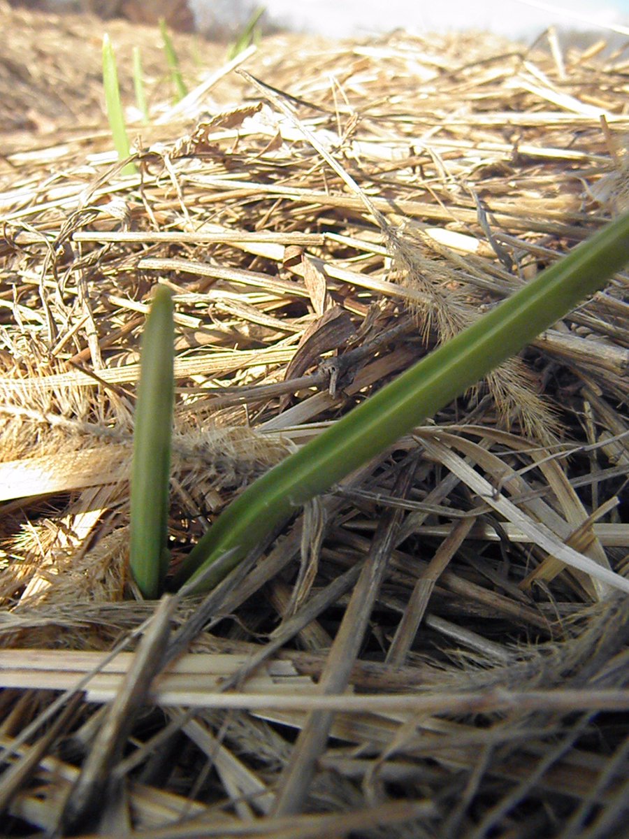 Beetsworkin's tweet photo. #garlic waking up from it's winter hibernation at @Beetsworkin! #eatlocal #lehighvalley #berkscounty #eatmoregarlic https://t.co/CRiyaN8aSP