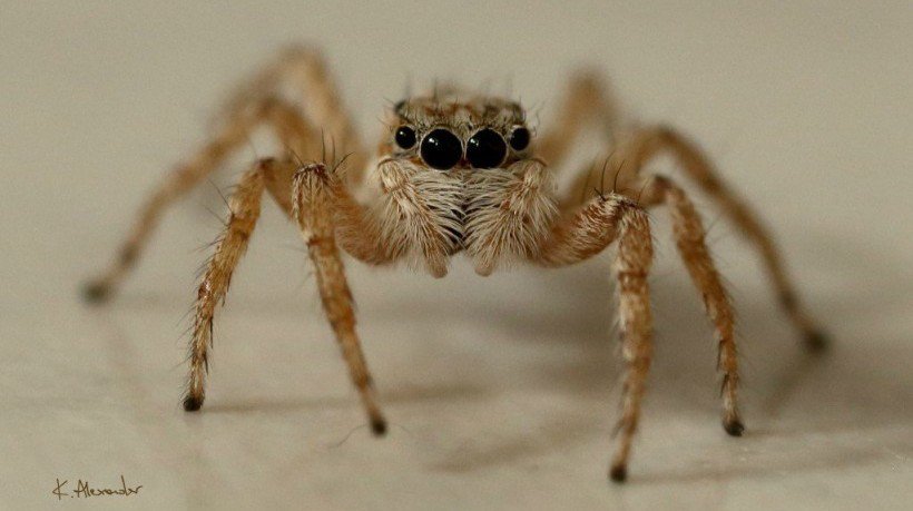 elearnindustry's tweet image. Critical Thinking In Spidery Prose dlvr.it/KjLgXM #eLearningArticles