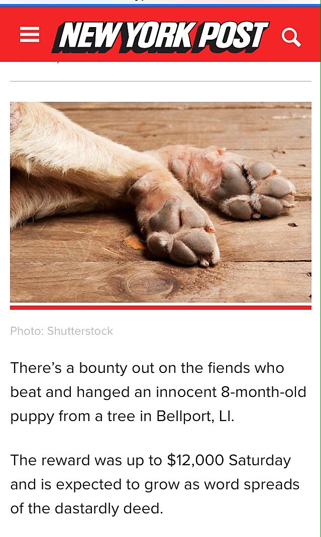 Eastcoast5150's tweet photo. 🚨RT👉🏽 Anyone with information please call the Suffolk County SPCA at 631-382-7722. All calls will be confidential https://t.co/a1MMlHFtIN