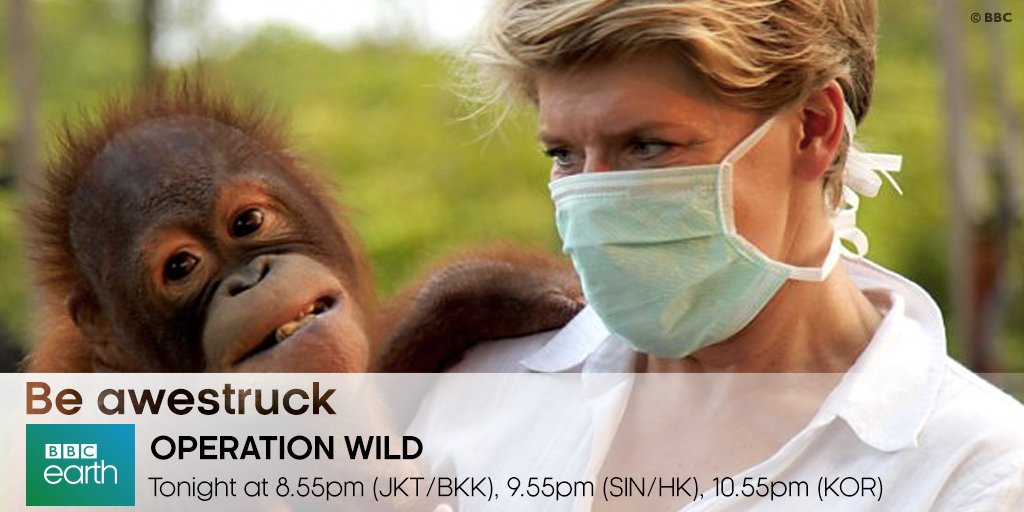 BBCEarthAsia's tweet photo. Rosemary, the blind orangutan, goes through a microsurgery in an attempt to see her daughter again #OperationWild https://t.co/5Al5hr9UMW
